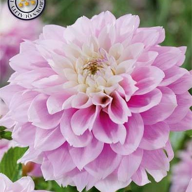 Dahlia Izzy Dekorativ 1-pack NYHET